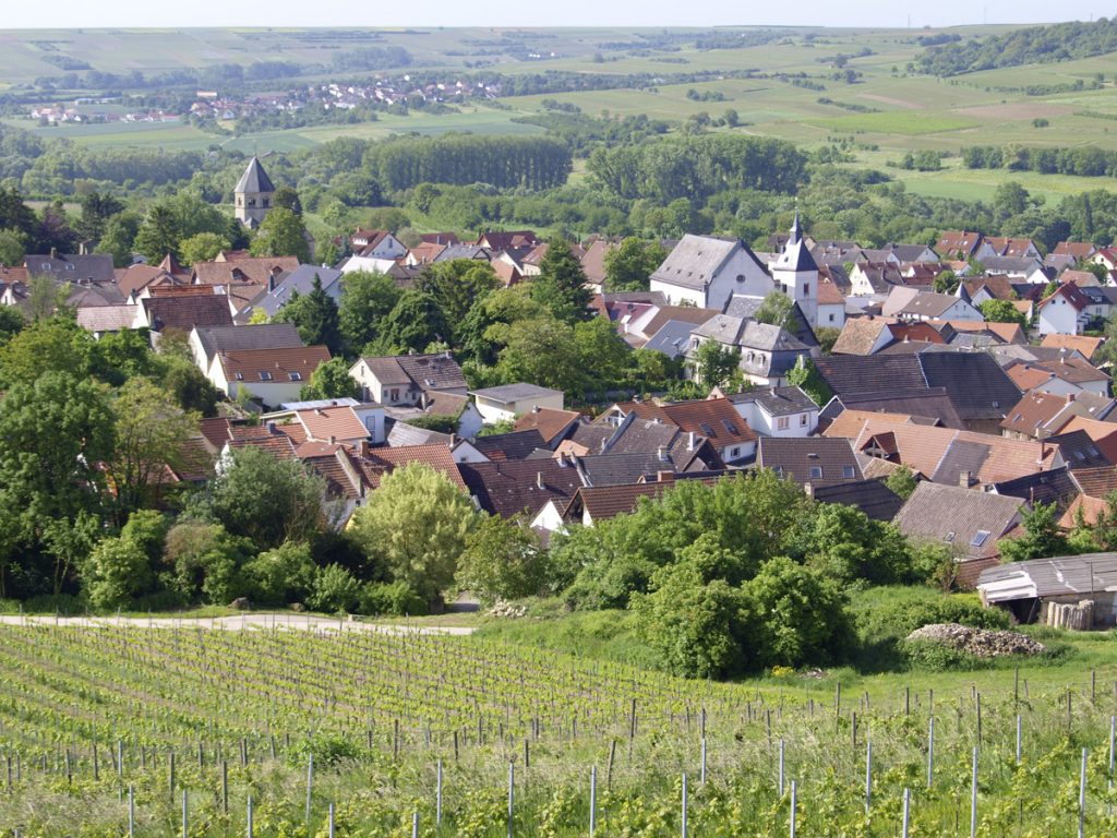 Rheinhessen Oekologischer Weinbau Huster